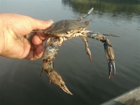 About Atlantic Blue Crab - Maryland Biodiversity Project