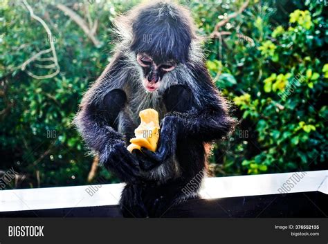 Spider Monkey Eating