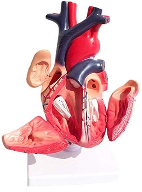 Buy AMZOPDGS Study Model Anatomical Heart Model - Visceral Anatomy B ...