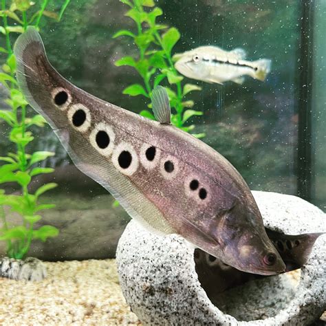 African Clown Knife Fish