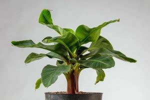 MAITRA AND SONS Banana Plant Price in India - Buy MAITRA AND SONS ...