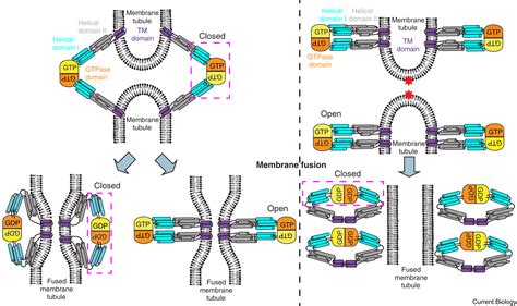 What Do Dimers Do at Sara Gardner blog