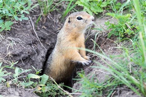 Image result for Dramatic Gopher
