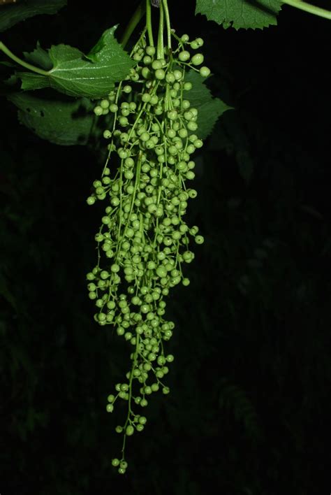 Torricellia DC. | Plants of the World Online | Kew Science