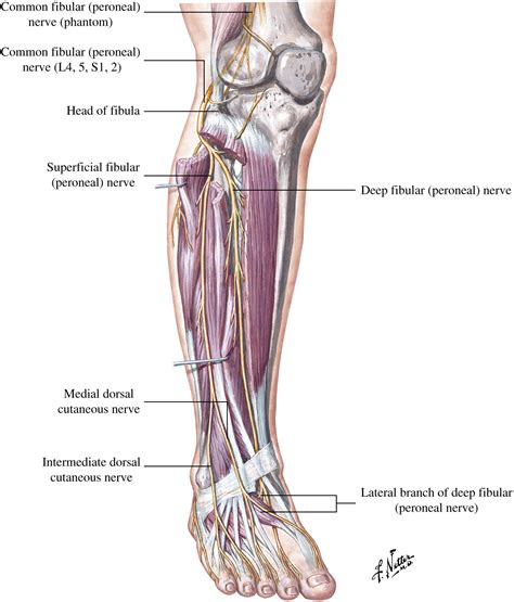 Peripheral Nerve Entrapments of the Lower Leg, Ankle, and Foot - Foot and Ankle Clinics