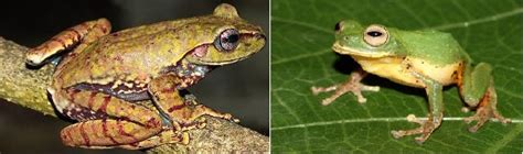New species of frog discovered in Western Ghats