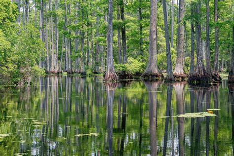 Florida Cypress Swamps — Florida Naturalists