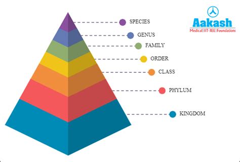 Taxonomic Hierarchy in Biology: Definition, Types and Importance | AESL