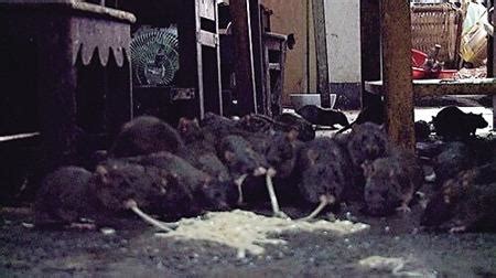 老鼠當寵物養 老人和近兩百隻耗子同吃同住 - 每日頭條