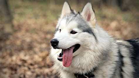 Download wallpaper 2560x1440 dogs, face, protruding tongue widescreen ...