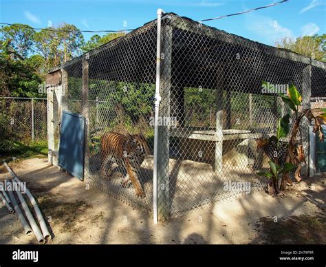Bengal tiger pacing in its enclosure at the Octagon Wildlife Sanctuary ...