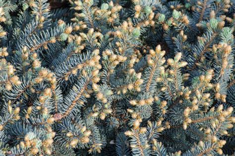 Image result for Juniper Tree Pollen Exploding