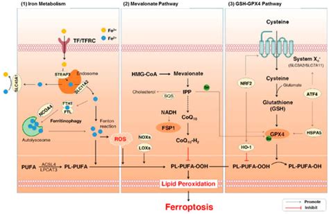 Potential of Therapeutic Small Molecules in Apoptosis Regulation in the ...