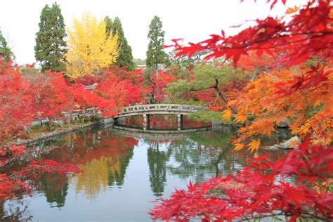 Image result for TeamLab Underware