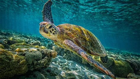 How old is the oldest turtle? Life expectancy of turtles and tortoises