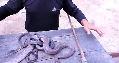 美捕蛇人捕获4.5米长64千克重巨蟒--陕西频道--人民网