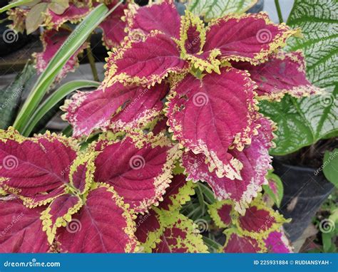 Coleus is a Genus of Annual or Perennial Plants or Shrubs Stock Photo ...