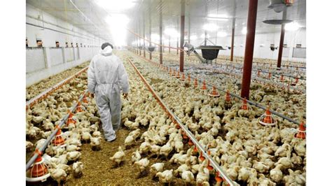 How to Start a Chicken Farm Business in India & Earn Profit