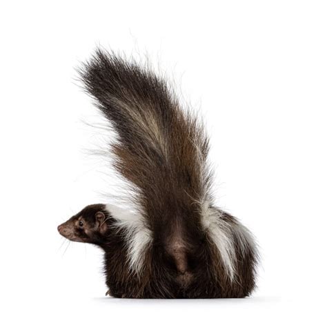 How Long Do Skunks Live (And How Early Can They Spray)? - A-Z Animals