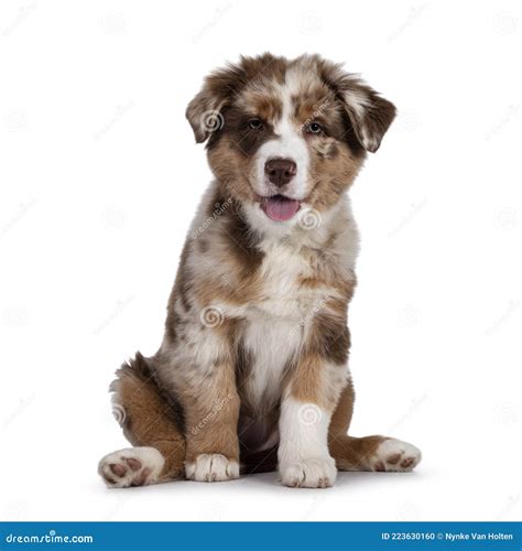 Are Australian Shepherds Brown