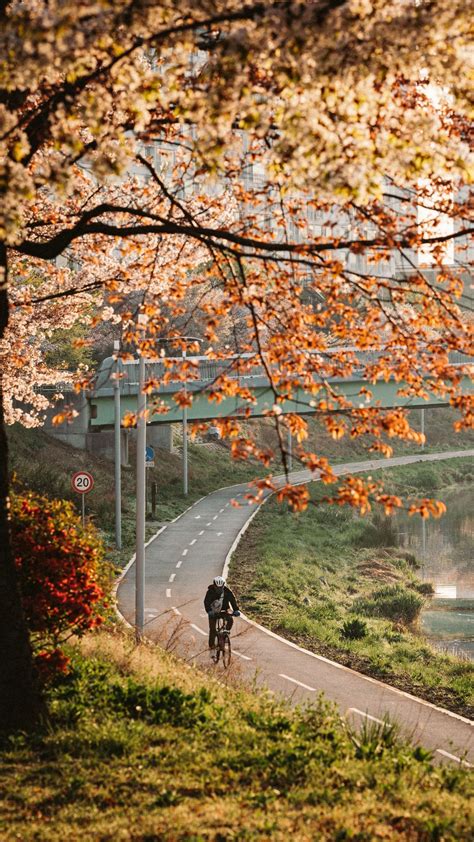 Download wallpaper 1080x1920 bicycle, man, helmet, road, trees samsung ...
