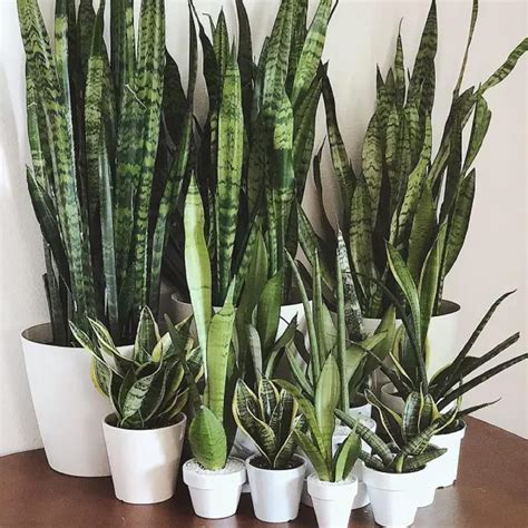 CHUXAY GARDEN 100 Seeds Mix Sansevieria India | Ubuy