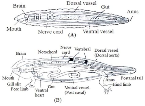 draw a neat and label diagram of the animal which is considered as the ...