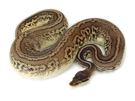 Image result for Leopard Puma Ball Python