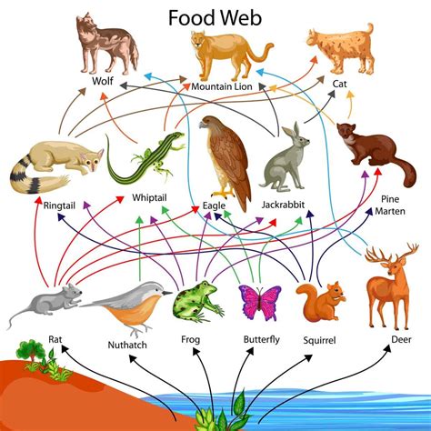 Food Chain: 1. Primary Producer - A-Z Animals