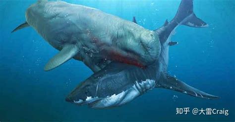 巨齿鲨 VS 梅尔维尔鲸_牙齿
