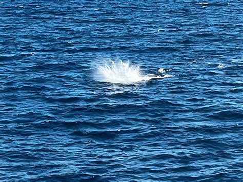 TANGALOOMA ISLAND RESORT WHALE WATCHING CRUISE - All You Need to Know ...