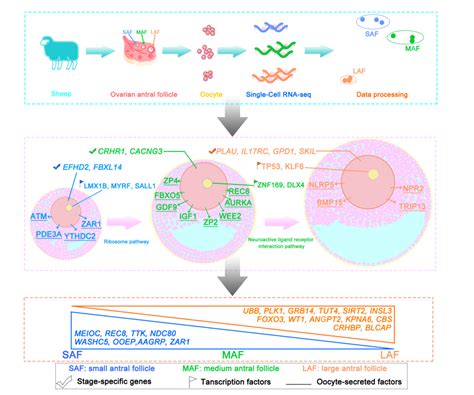 Single-Cell Transcriptome Analysis Reveals Development-Specific ...