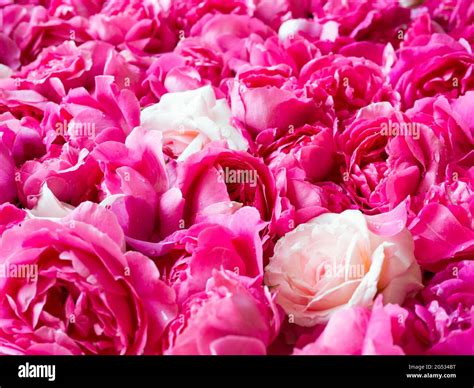Romantic fresh pink and white roses background Stock Photo - Alamy