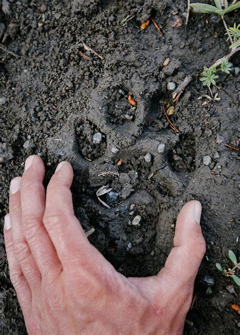 Mountain Lion Paw Prints