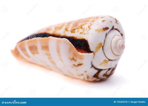 Image result for Cone Shell Types