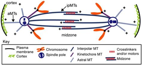 Biology | Special Issue : Mechanisms of Mitotic Chromosome Segregation