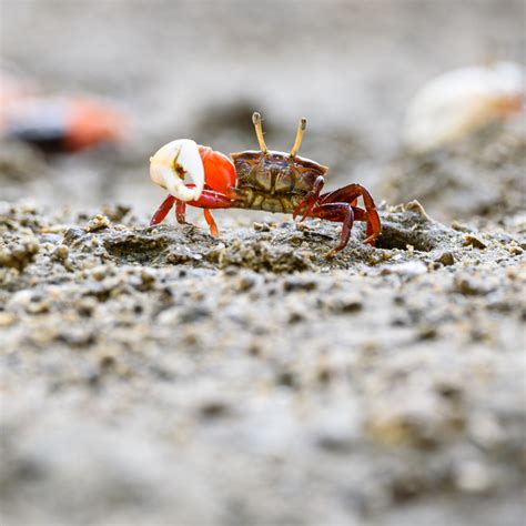 WiseOceans - Creature Feature - Fiddler Crab