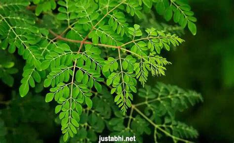 The incredible benefits of moringa: nature's miracle tree