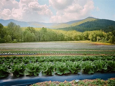 Organic Indeed Produce 的图像结果