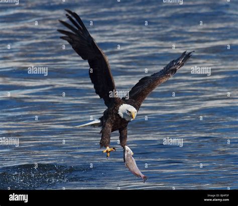 Mississippi river bald eagle hi-res stock photography and images - Alamy