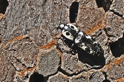 What Attracts Black Beetles at Sara Sugerman blog