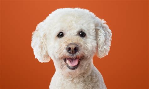 Probiotics vs. Prebiotics