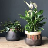 Image result for Tall Ceramic Pots for Plants