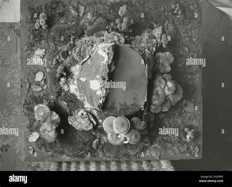 Mycological study hi-res stock photography and images - Alamy