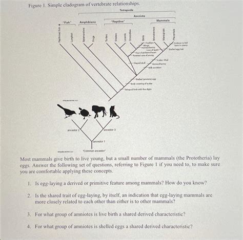 Image result for Simple Cladogram