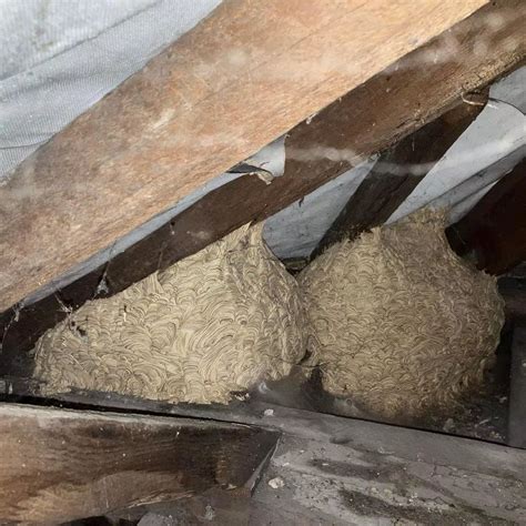 Red Wasp Nest In Attic
