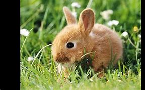Image result for Crazy Bunny Costume