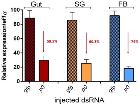 Efficacy of the Vaccine Candidate Based on the P0 Peptide against ...