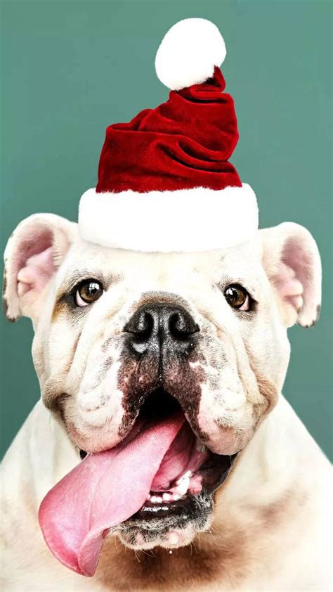 10 Christmas foods toxic to dogs every pet parent should know
