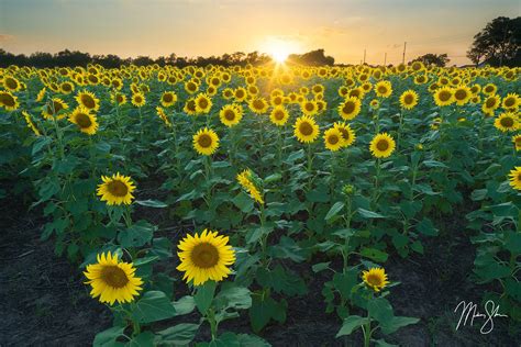 The Best Kansas Sunflower Fields – Mickey Shannon Photography